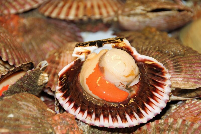 Can You Eat Scallops Raw - Here’s What I Discovered