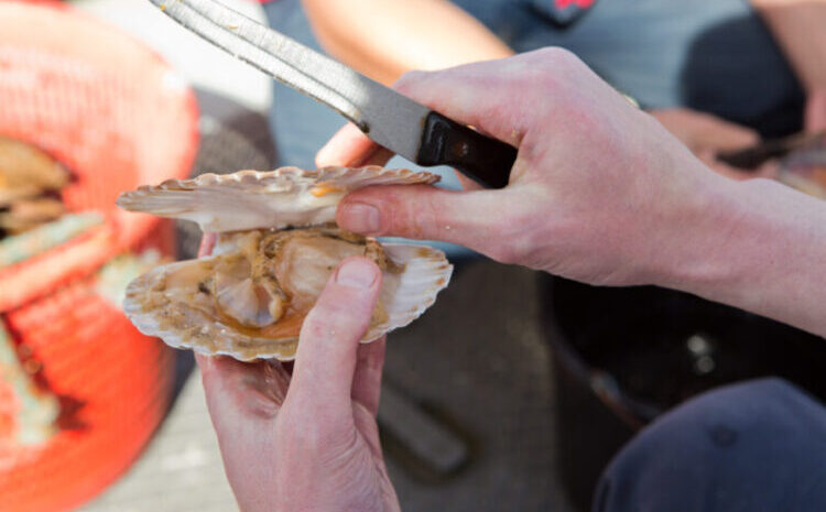 Safe Handling of Scallops that are Raw