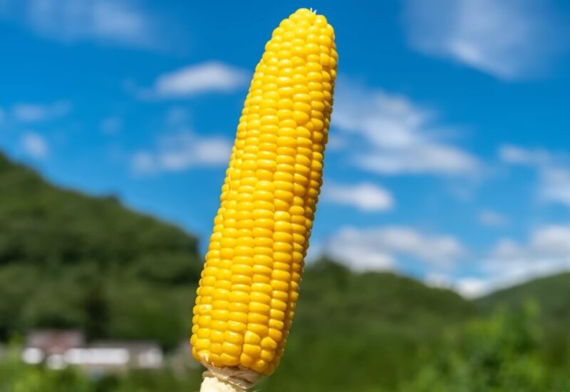 Raw Corn